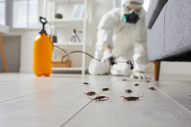 Trusted Rodent Control service in Sky Valley, CA - Nex Pest Control